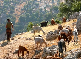 Farmer & animals on hillside